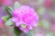 Charmiing and Sassy Olga Mezitt  Rhododendron Digital Art by Anita Pollak
