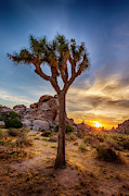 Charming sunset at Joshua Tree National Park  Photograph by Melanie Viola
