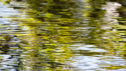Chartreuse on the Pond Photograph by Linda Bonaccorsi