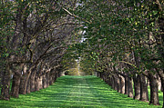 Chateau Yering - trees Photograph by Joy Watson