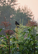 Checking out the Maize Photograph by D Lee