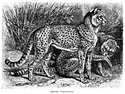 Cheetah engraving illustration 1892 Drawing by Thepalmer