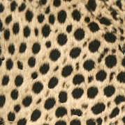 Cheetah Print Photograph by Karen Zuk Rosenblatt Cheetah Print Photograph by Karen Zuk Rosenblatt