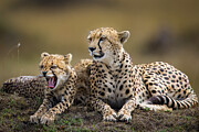 Cheetah with Cub Photograph by Daniel Fleming