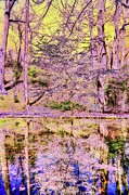 Cherry Blossom Refections Digital Art by Bruce Block