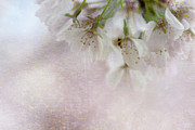 Cherry Blossoms Photograph by Amy Dundon