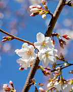 Cherry Blossoms Photograph by David Beechum