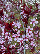Cherry Blossoms Photograph by Loyd Towe Photography Cherry Blossoms Photograph by Loyd Towe Photography