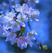 Cherry Blossoms on Blue Photograph by Kathi Isserman