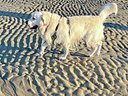 Chester The Explorer  Photograph by Tanya Filichkin