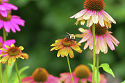 Cheyenne Spirit Coneflowers with a bee. Photograph by Bentley Davis Cheyenne Spirit Coneflowers with a bee. Photograph by Bentley Davis