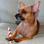 Chi Chi Dog Photograph by Elizabeth Adkins Chi Chi Dog Photograph by Elizabeth Adkins