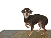 Chi-Chi Painting by Mark Baranowski Chi-Chi Painting by Mark Baranowski