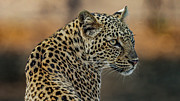 Chiawa Leopard Photograph by Darcy Dietrich Chiawa Leopard Photograph by Darcy Dietrich