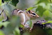 Chippy in the Preserve Photograph by Natural Focal Point Photography