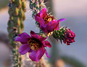 Cholla Beauty and Thorns Photograph by Joe Schofield