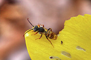 Chowing Bee Photograph by Marj Esch Chowing Bee Photograph by Marj Esch