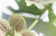 Christmas rose, close up Photograph by Achim Sass
