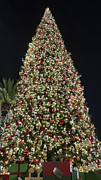 Christmas Tree-4 Photograph by Mark Jackson Christmas Tree-4 Photograph by Mark Jackson