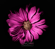 Chrysanthemum Photograph by Darcy Dietrich Chrysanthemum Photograph by Darcy Dietrich