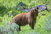 Cinnamon Bear Photograph by Tim Stanley Cinnamon Bear Photograph by Tim Stanley