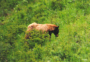 Cinnamon Black Bear Photograph by Vallee Johnson