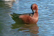 Cinnamon Teal Drake Preening Photograph by Bradford Martin Cinnamon Teal Drake Preening Photograph by Bradford Martin