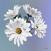Circle of White Daisies Photograph by Susan Savad Circle of White Daisies Photograph by Susan Savad