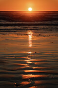 Citrus Sunset Photograph by Ana V Ramirez Citrus Sunset Photograph by Ana V Ramirez