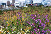Cityscape Blooms - Milwaukee's Lakeshore Wildflower Haven Photograph by Brigitte Blanchette Thompson Cityscape Blooms - Milwaukee's Lakeshore Wildflower Haven Photograph by Brigitte Blanchette Thompson