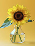Clear Vase Digital Art by Mia Thompson
