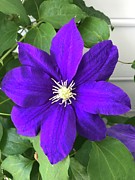 Clematis Photograph by Stephen Dorton Clematis Photograph by Stephen Dorton