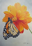Climb Every Flower Drawing by Kelly Speros