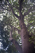 Climb That Tree Photograph by Vicki Ferrari