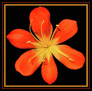 Clivia Flower Digital Art by Susan Maxwell Schmidt