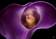 Close Up Of A Calla Lily Photograph by Endre Balogh