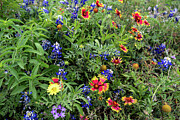 Spring Wildflower Tapestry at McKinney Falls State Park Photograph by Brigitte Blanchette Thompson Spring Wildflower Tapestry at McKinney Falls State Park Photograph by Brigitte Blanchette Thompson