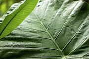 Close-Up of Elephant Ear Plant Leaf Showing Veins and Water Droplets Photograph by Brigitte Blanchette Thompson Close-Up of Elephant Ear Plant Leaf Showing Veins and Water Droplets Photograph by Brigitte Blanchette Thompson