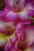 Close-up of Pink Iris Flowers Photograph by Charles Floyd Close-up of Pink Iris Flowers Photograph by Charles Floyd