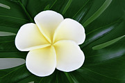 close up of the Frangipani Jepun flower background Photograph by Severija Kirilovaite