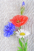 Close Up Of The Poppy And Cornflower Photograph by Severija Kirilovaite
