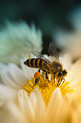 Close-up shot of a honey bee collecting nectar Photograph by Gawrav