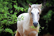 Closeup Beautiful White Wild Horse Photograph by Good Focused