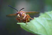  Closeup of a Cicada Killer Photograph by Colleen Cornelius
