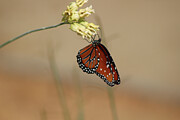 Closeup of Queen Butterfly on Desert Milkweed Photograph by Colleen Cornelius