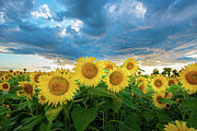 Clouds Over the Sunflower Field Photograph by Vera Chwostyk Clouds Over the Sunflower Field Photograph by Vera Chwostyk