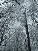 Cloudy Day in a Snowy Forest Photograph by Alex Mir Cloudy Day in a Snowy Forest Photograph by Alex Mir