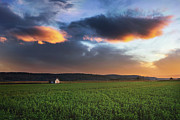Clover field at sunset Photograph by Dejan Travica