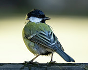 Coal tit looking behind Photograph by Anges Van der Logt
