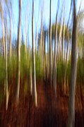 Coastal trees ICM Photograph by Karen Smale
